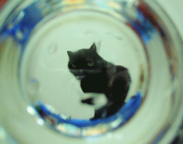 Glass Cat by Myles Boisen